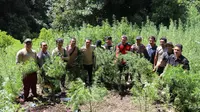 Ladang ganja siap panen ditemukan di Pegunungan Tor Mangompang, Desa Pardomuan, Kecamatan Panyabungan Timur, Kabupaten Mandailing Natal (Istimewa)
