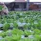 Warga merawat sayuran yang ditanam menggunakan metode hidroponik di atap rumahnya di Ciledug, Kota Tangerang, Banten, Sabtu (24/10/2020). Atap rumah dimanfaatkan untuk budi daya sayuran hidroponik guna menambah pendapatan dan tetap produktif di masa pandemi COVID-19. (Liputan6.com/Angga Yuniar)