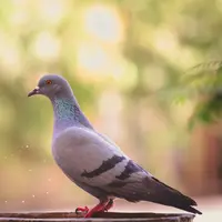 Ilustrasi mimpi melihat burung merpati/Copyright unsplash/Lenstravelier