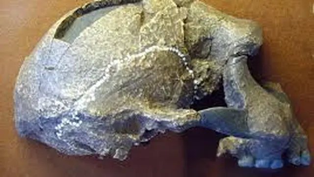 Ciri-ciri Meganthropus Paleojavanicus