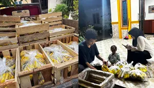 Kronologi Orderan Pisang Jutaan Rupiah untuk MBG Mendadak Dibatalkan