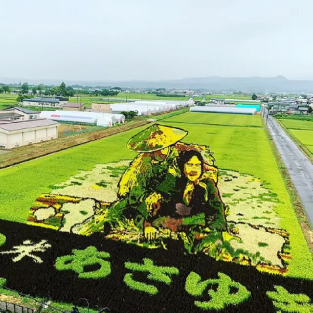 Uniknya Tanbo Art, Seni Melukis Sawah Ala Masyarakat Jepang