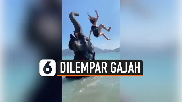 VIDEO: Detik-Detik Wanita ini Dilempar ke Laut oleh Gajah