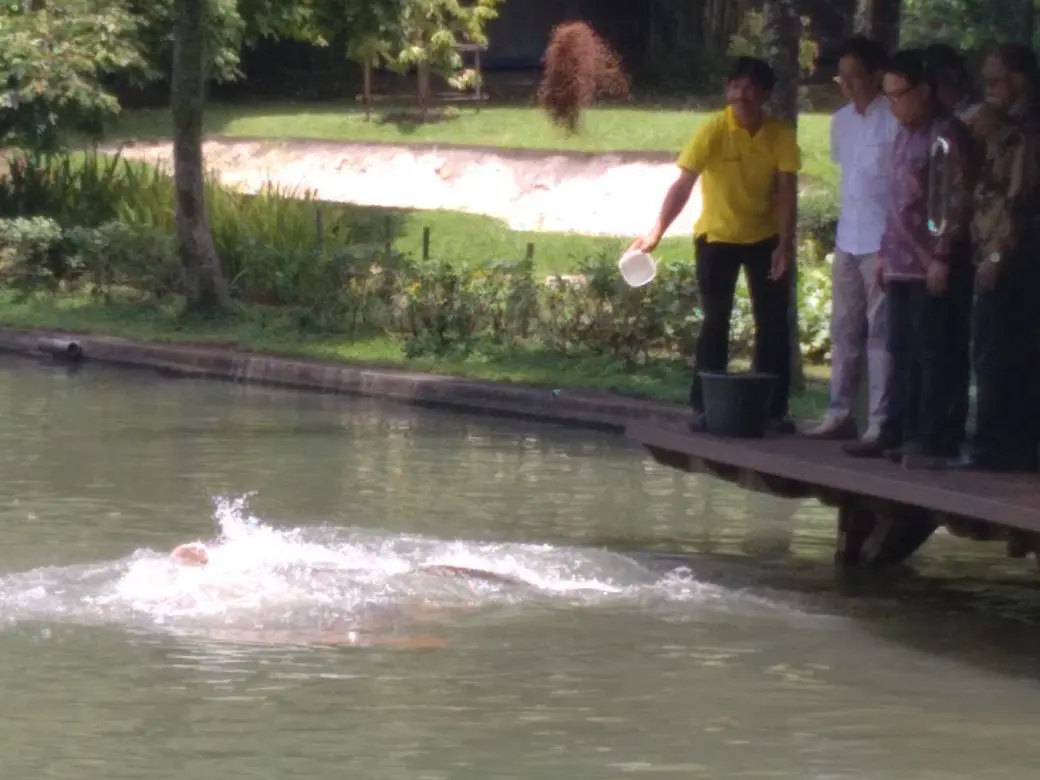 Bambang dan Direktur Sido Muncul Irwan Hidayat menyapa ikan raksasa penghuni sungai Amazone di kolam raksasa Agrowisata Sido Muncul untuk membuka hari. (foto : Liputan6.com / edhie prayitno ige)