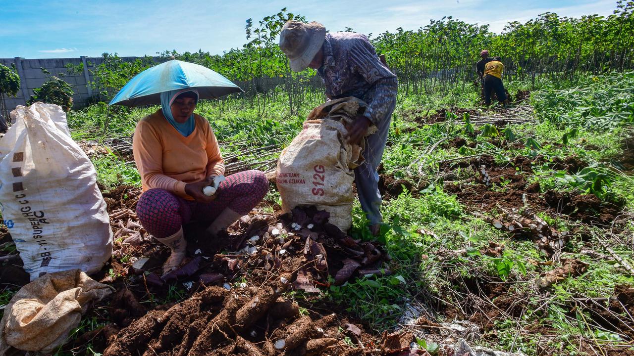 Siap-Siap, Impor Singkong dan Tapioka Bakal Kena Bea Masuk