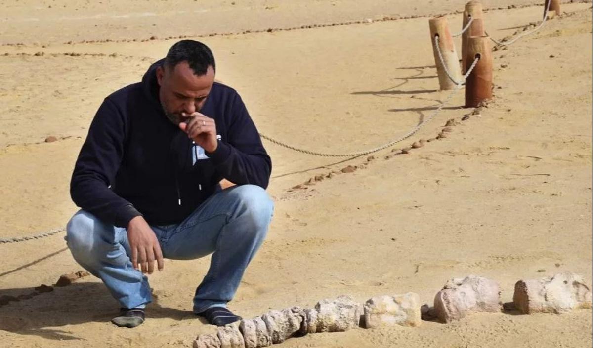 "Ini mendukung gagasan bahwa apa yang dikenal sebagai Fayoum hari ini dulunya merupakan daerah berkembang biak penting bagi paus purba," jelas Gohar.