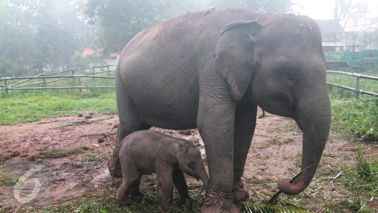 20161011-Bayi-Gajah-Lahir-Waykambas-F3