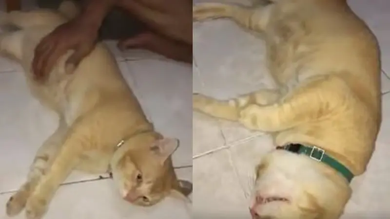 Viral Kevin Kucing Oren Dimarahin Pakai Logat Medan, Ini 6 Video Kocak TikToknya