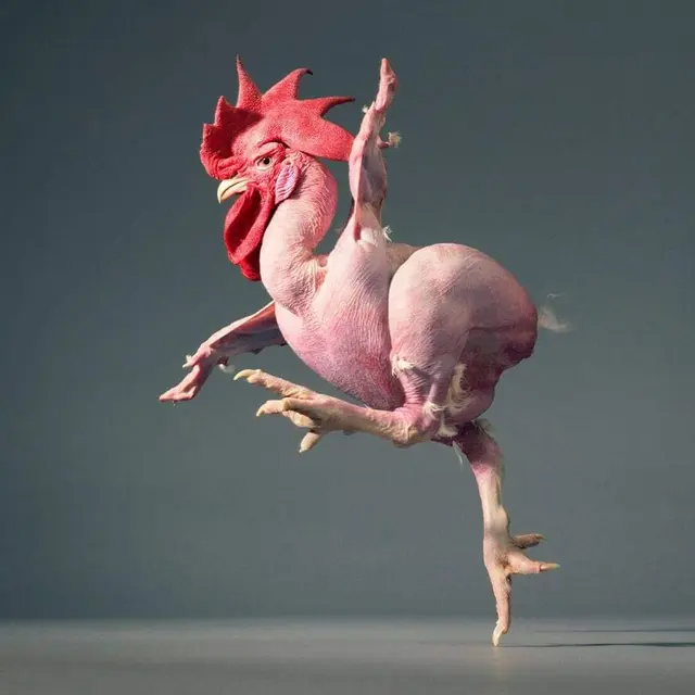 Ayam Tanpa Bulu
