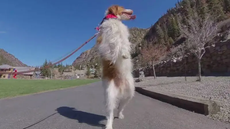 anjing berjalan seperti manusia