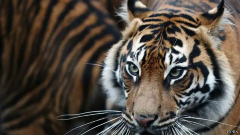 Harimau Sumatera Lahir Kembar 3 di Inggris