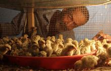 Pemerintah Tegaskan Impor Ayam AS Tak Ganggu Peternak Lokal