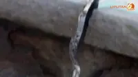 [VIDEO] Rel Kereta Patah di Jalur Dekat Luapan Lumpur Lapindo