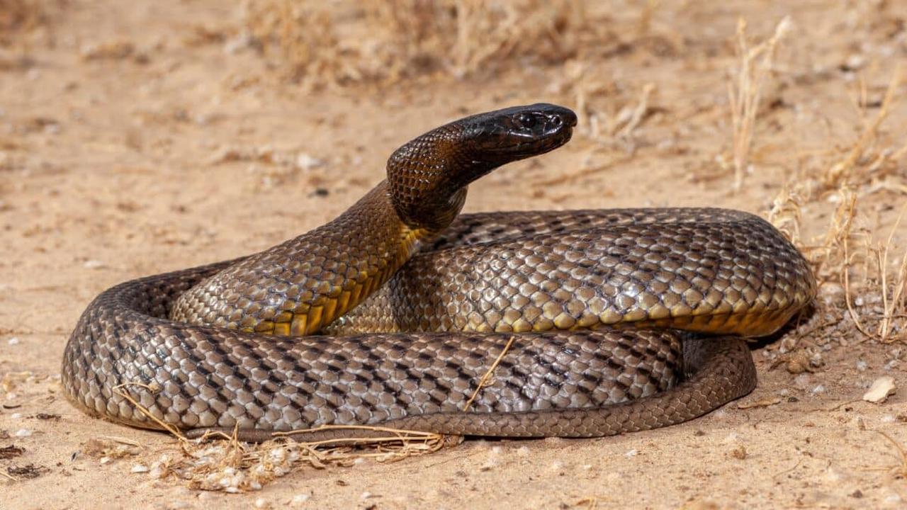 Ular Inland Taipan