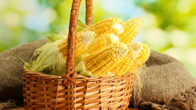 Foto: copyright shutterstock.com