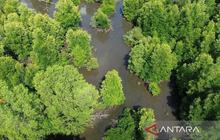 ULM Temukan 14 Spesies Mangrove di Kotabaru, Perkuat Konservasi Lingkungan Pesisir