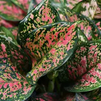 ilustrasi jenis aglonema untuk mempercantik ruangan/unsplash