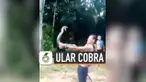 THUMBNAIL KOBRA