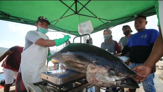 Ikan Tuna
