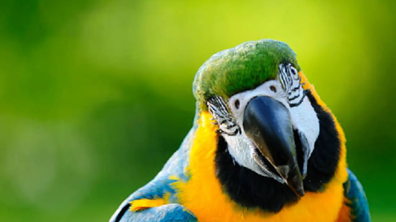 Persahabatan antara Burung Beo dan Bocah Laki-laki Ini Bikin Gemas Netizen