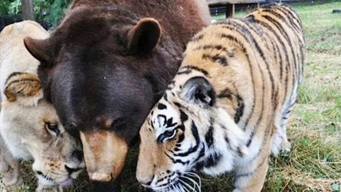 Photo: Copyright dailymail.co.uk