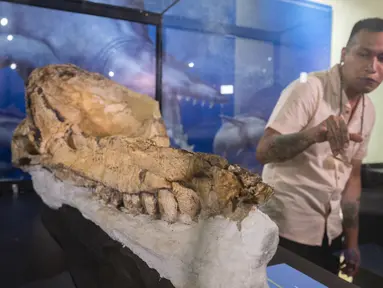 Ahli paleontologi Peru Aldo Benites menjelaskan rincian penemuan fosil paus sperma prasejarah "diawetkan utuh selama tujuh juta tahun" selama presentasi di National Natural History di Lima, Rabu (15/2/2023). Fosil tengkorak dengan rahang paus sperma prasejarah baru ditemukan di Peru "diawetkan utuh selama tujuh juta tahun" dan merupakan yang terbaik dari jenisnya, menurut para ilmuwan yang mempresentasikan penemuan itu. (Cris BOURONCLE / AFP)