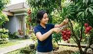 Cara Menanam Leci dari Bibit Hingga Panen, Panduan Lengkap agar Berbuah Lebat