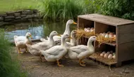 Cara Ternak Bebek Rumahan untuk Pemula agar Cepat Bertelur dan Menguntungkan