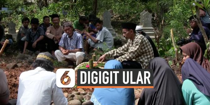 VIDEO: Kronologi Balita Tewas Digigit Ular Weling di Cirebon