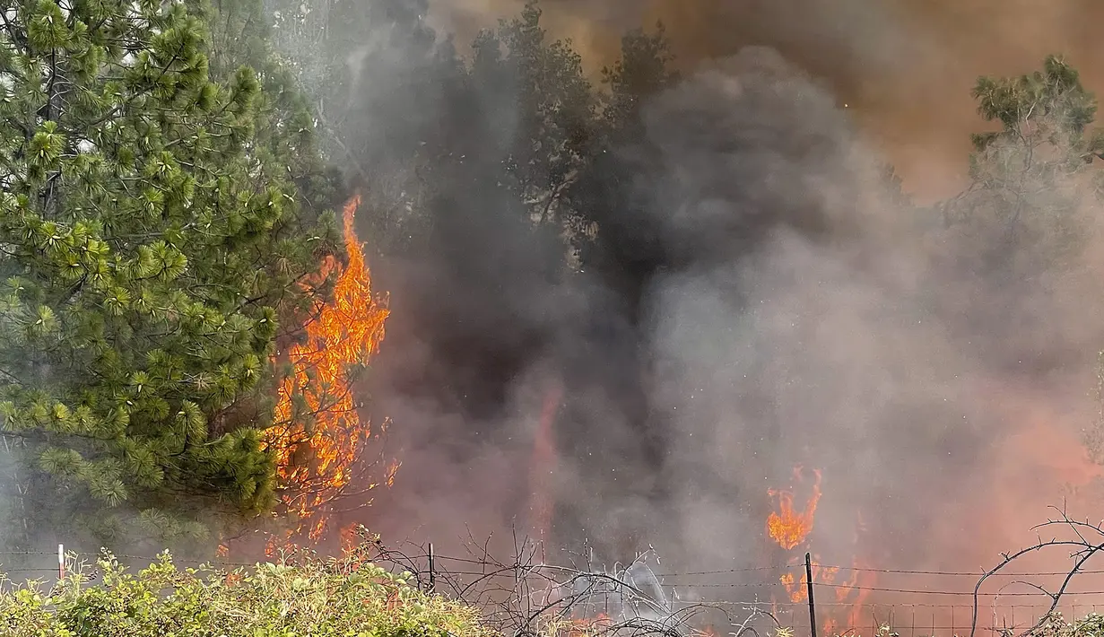 Vegetasi yang terbakar mengirimkan abu panas dan asap ke udara di sepanjang Whispering Pines dan Centennial Drive yang mendorong evakuasi di Grass Valley, California, Rabu (25/8/2021). (Elias Funez/The Union via AP)