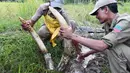 Petugas kehutanan India membersihkan gading dari seekor gajah liar yang telah mati di desa Panbari, India (2/11). Petugas sengaja mengambil gading dari gajah liar yang telah mati tersebut untuk mencegah peredaran gading ilegal. (AFP Photo/Biju Boro)