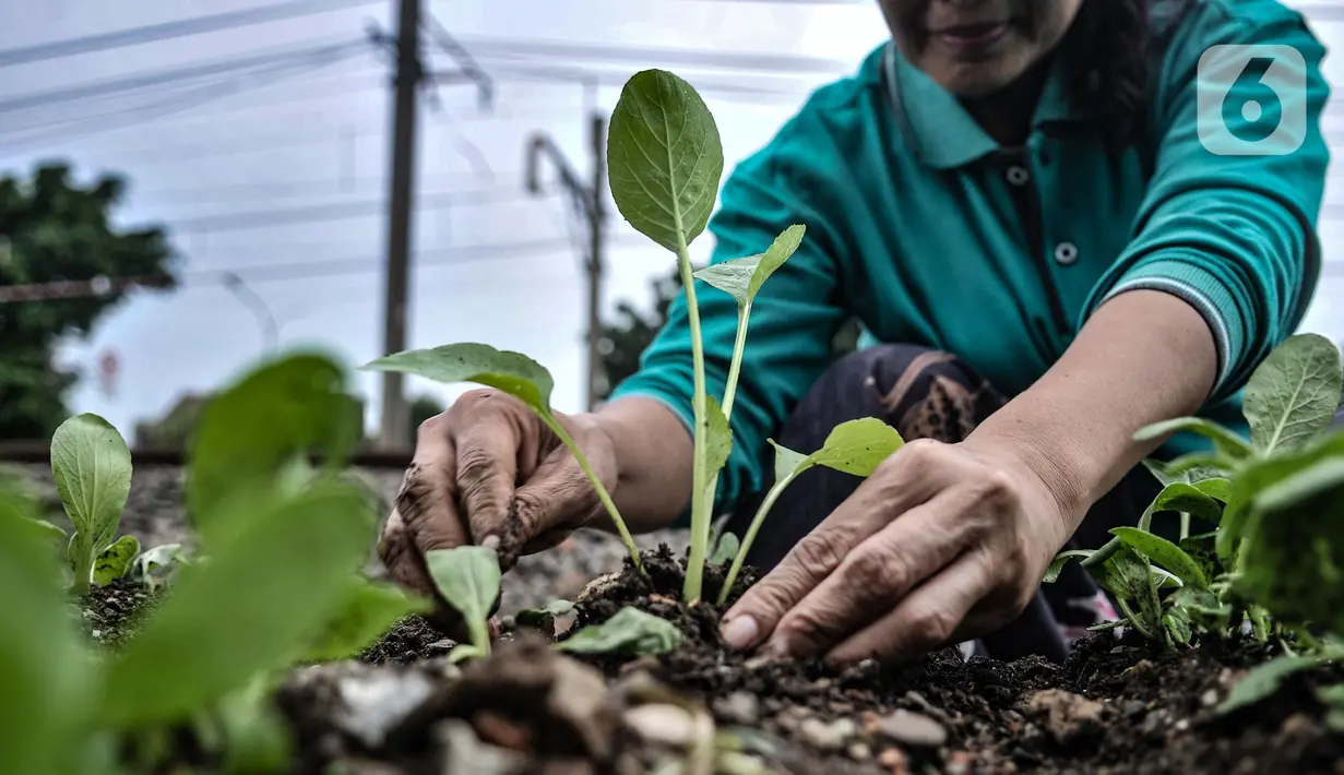 Wiwin (51) melakukan perawatan tanaman sayur di Kebun Kesehatan, Cipinang Lontar, Jakarta, Senin (8/3/2021). Ide membuat kebun sayur di lahan sepanjang 100 meter itu bertujuan sebagai ketahanan pangan dalam menghadapi pandemi serta menciptakan lingkungan asri. (merdeka.com/Iqbal S Nugroho)