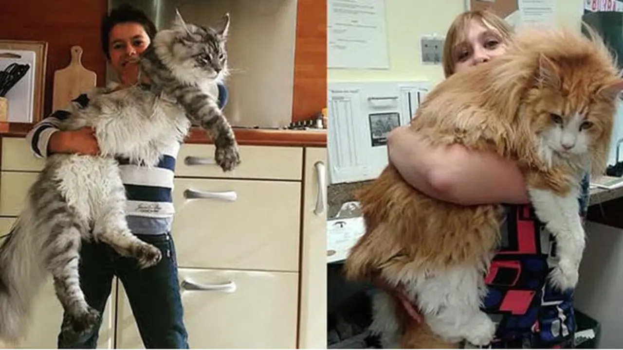Lucunya Maine Coon, Kucing Rumahan Terbesar di Dunia