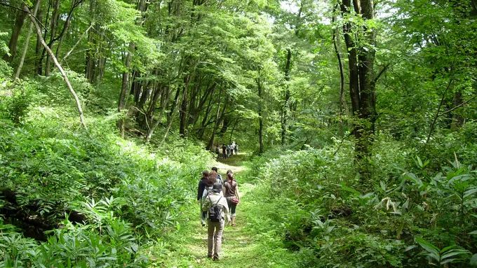 8 Alasan Kenapa Kamu Harus Mencoba Shinrin-Yoku di Jepang