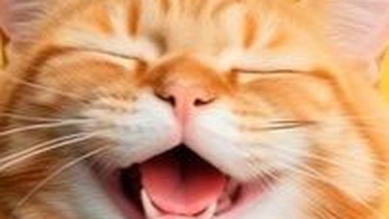 10. Hewan apa yang nggak pernah salah?<br>Jawab: Kucing ga wrong.<br>