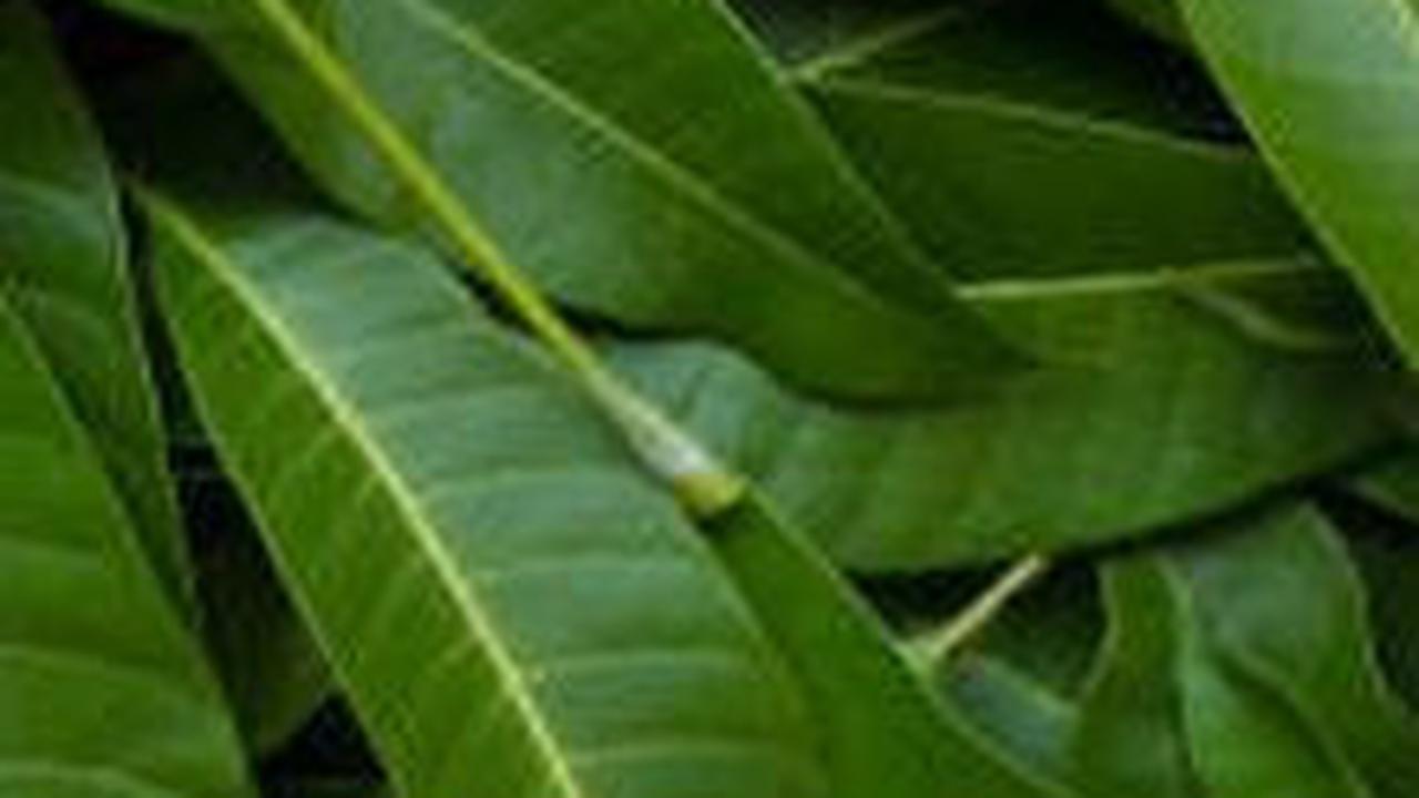 Rahasia Daun Mangga Muda, Dari Teh Herbal hingga Penyembuh Luka Bakar Alami