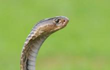 7 Langkah Efektif Cegah Ular Kobra Masuk Pekarangan Rumah Lewat Penataan Kebun