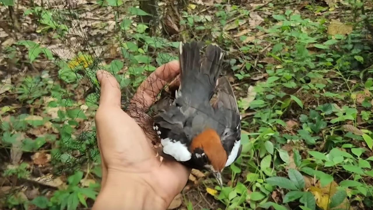 Canggih Pria Ini Tangkap Burung Anis Kembang yang Pernah Jadi Favorit Penghobi Harganya Engak Main-main
