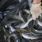 Ikan Lele yang siap dipotong sebelum dilakukan pengasapan di Desa Pengasinan, Gunung Sindur, Bogor, Rabu (30/9/2020). Selama pandemi Covid-19, pengasapan lele yang dibeli oleh pengepul atau langsung ke pembeli tidak begitu berdampak besar pada penjualan. (Liputan6.com/Fery Pradolo)