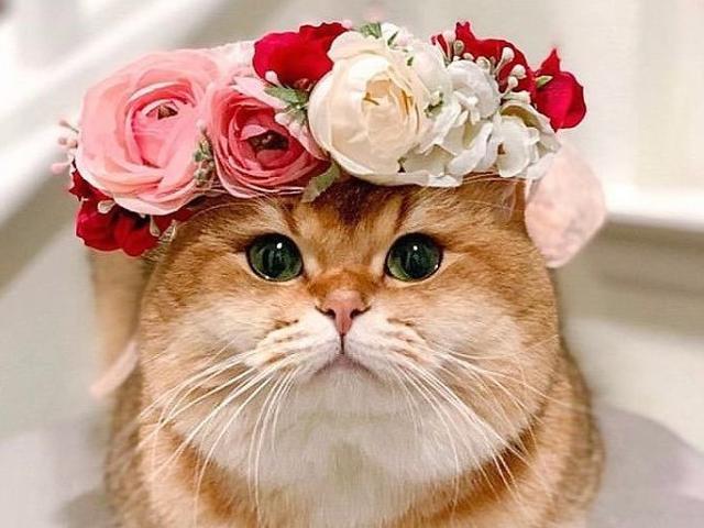 Gemasnya 10 Potret Hewan Dengan Mahkota Bunga Citizen6 Liputan6 Com