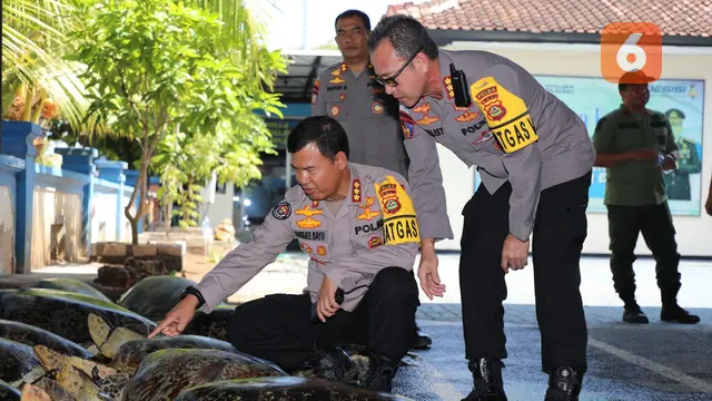 Penyelamatan Puluhan Penyu Hijau di Bali