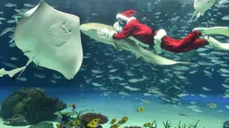 Seorang penyelam mengenakan kostum Sinterklas berenang diantara ikan di Akuarium Sunshine, Tokyo, Jepang, Kamis (12/11). Untuk menarik pengunjung, tempat tersebut mengadakan pertunjukkan spesial natal hingga 25 Desember mendatang. (AFP/Kazuhiro Nogi)