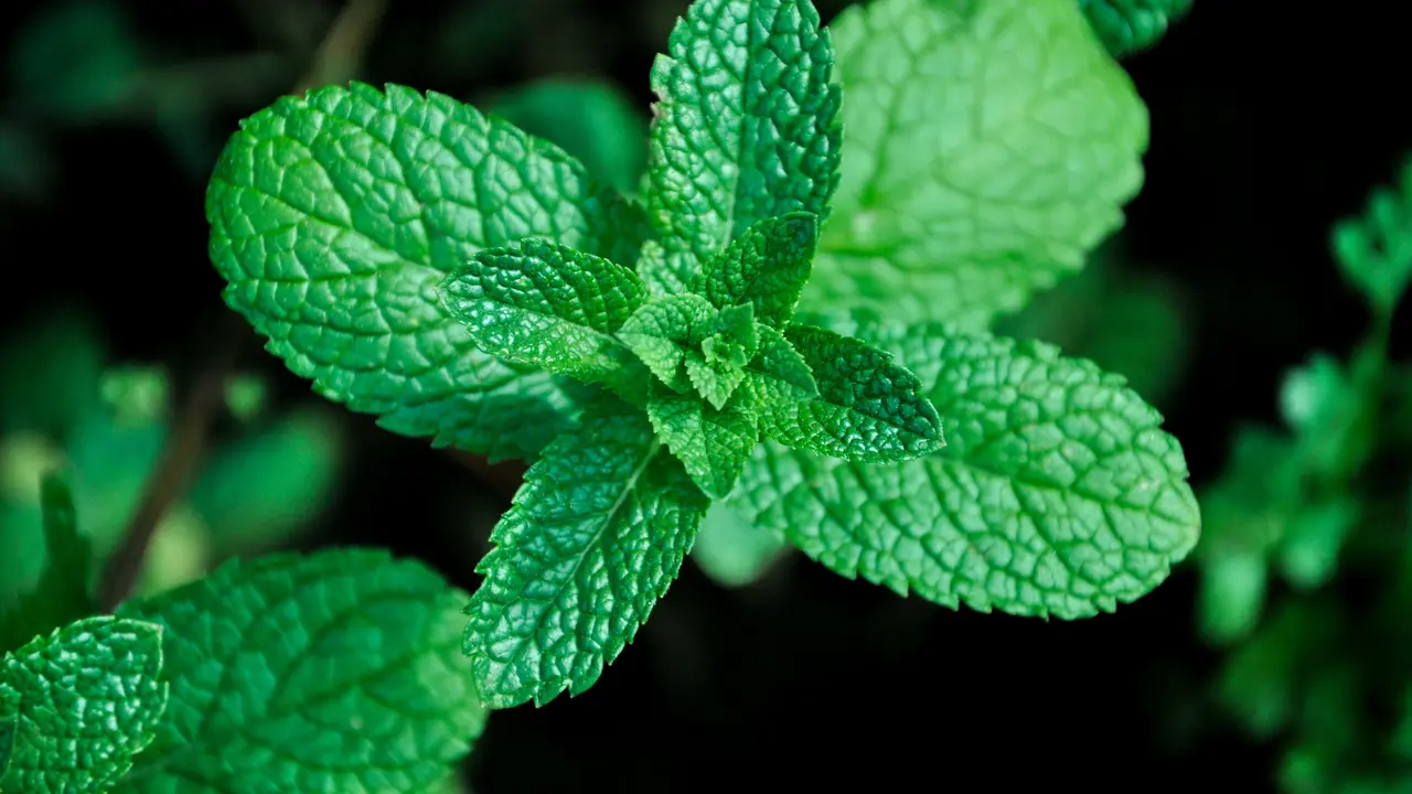 Jarang Diketahui, Ini Manfaat Si Manis Stevia untuk Perawatan Kulit