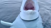Hvaldimir, paus beluga. (dok. Instagram @onewhaleorg/https://www.instagram.com/p/Cr7LfeosP3T/Dinny Mutiah)