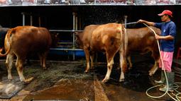 Pedagang memandikan sapi hewan qurban yang dijajakan di Depok, Jawa Barat, Rabu (9/9/2015). Jelang Idul Adha 1436H, Ahok menerbitkan Instruksi Gubernur terkait pelarangan penjualan serta pemotongan hewan qurban di pinggir jalan.(Liputan6.com/Yoppy Renato)