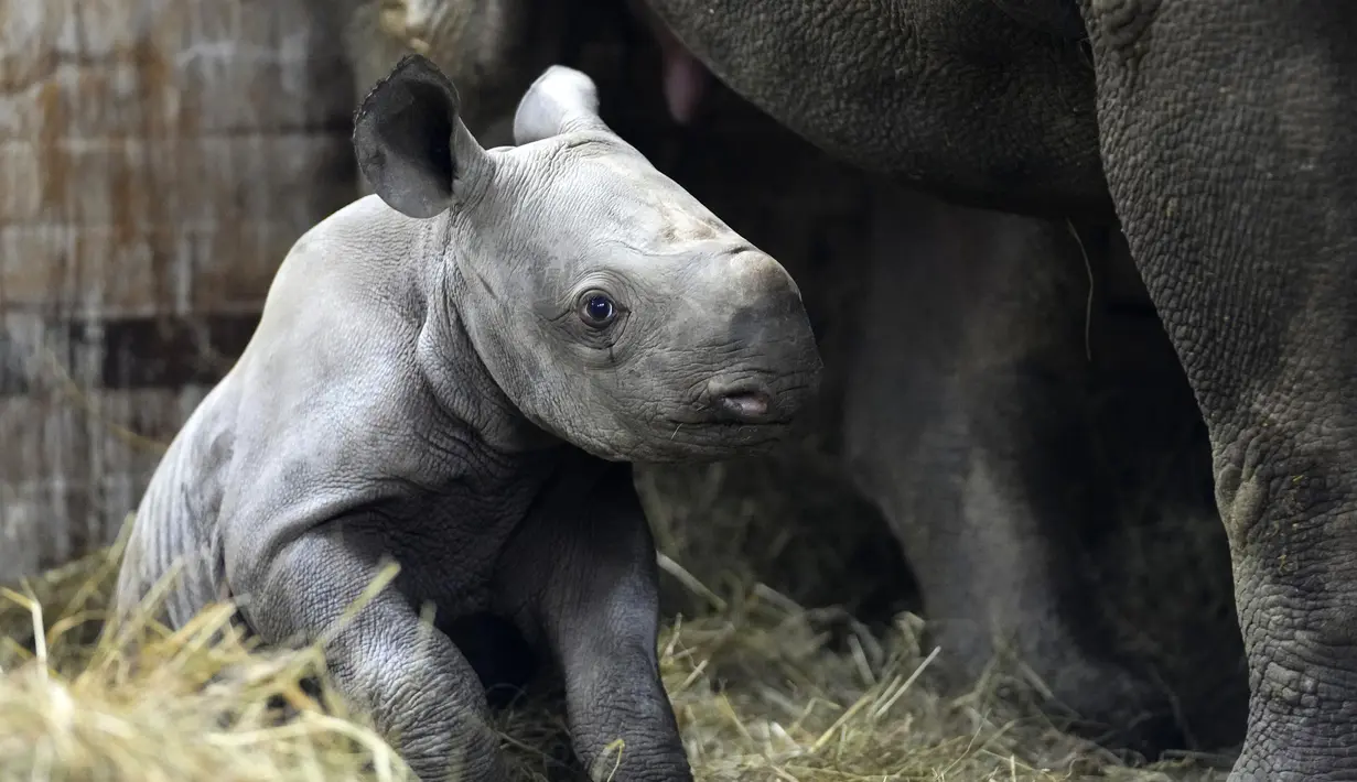 Badak hitam timur yang terancam punah duduk dalam kandangnya di kebun binatang di Dvur Kralove, Republik Ceko, Rabu (16/3/2022). Anak badak jantan itu lahir pada 4 Maret 2022 dan diberi nama Kyiv. (AP Photo/Petr David Josek)