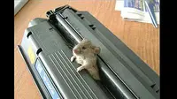 Kasihan tikus kecil ini. Ia tak bisa melarikan diri, tubuh bagian tengahnya terjepit di mesin cetak kertas atau printer.