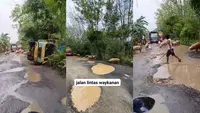 Viral Ratusan Babi Terguling dan Mandi Lumpur di Jalan