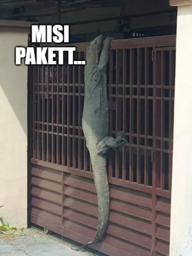8 Meme Kocak Biawak Raksasa Memanjat Pagar Rumah