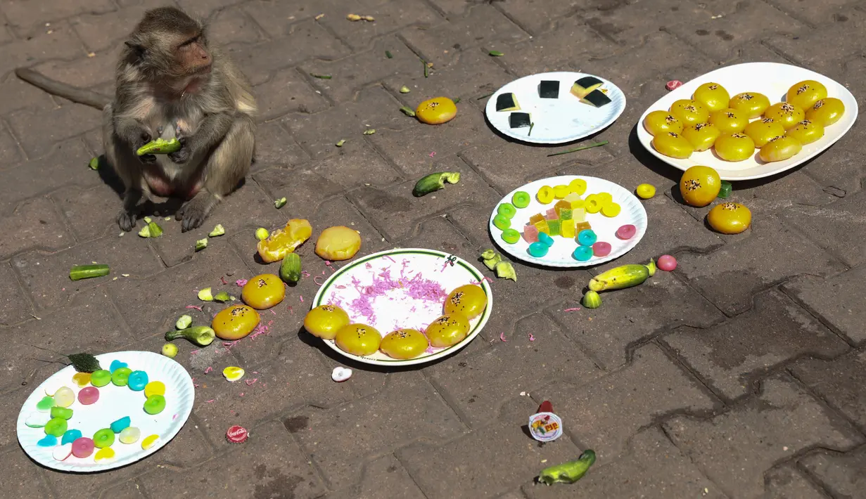 Seekor monyet makan makanan di depan kuil Prang Sam Yod selama Festival Prasmanan Monyet tahunan di Lopburi, Bangkok, Thailand, Minggu (29/11/2020). Festival tersebut untuk mengucapkan rasa terima kasih kepada monyet yang telah menarik banyak wisatawan ke deerah itu. (Jack TAYLOR/AFP)